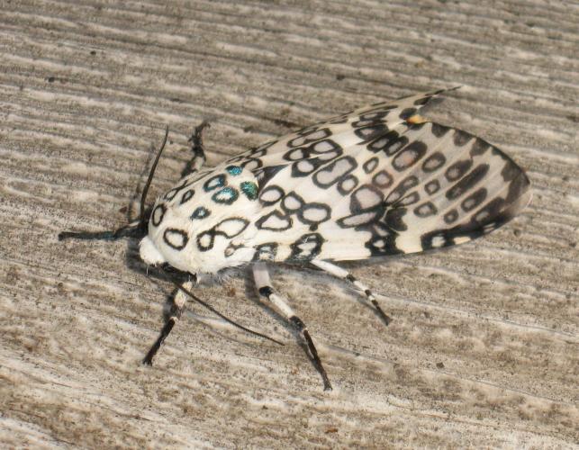 Photo of a giant leopard moth resting on a weathered wooden board