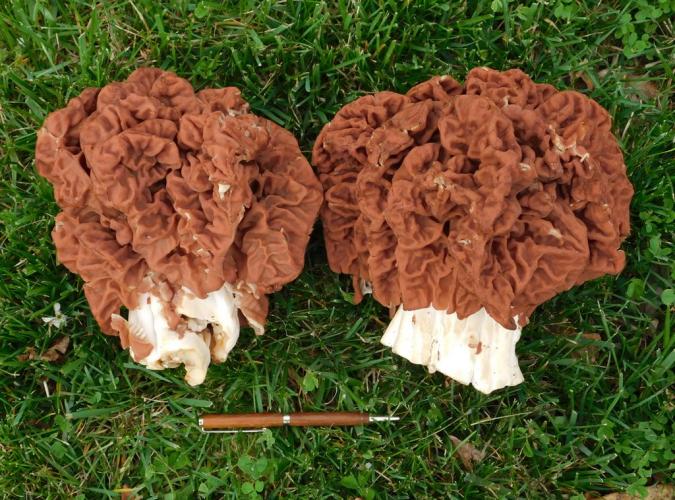 Photo of two gigantic red false morels, cut and laying on a ground