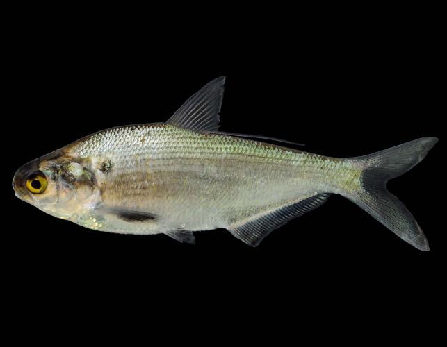 Gizzard shad side view photo with black background