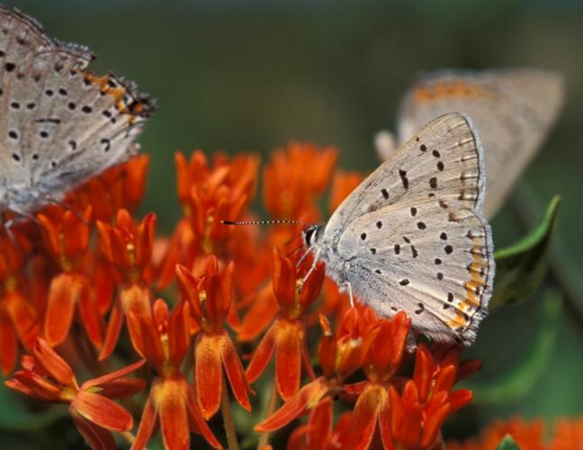 Photo of three gray copper butterflies taking nectar from butterfly weed blossoms