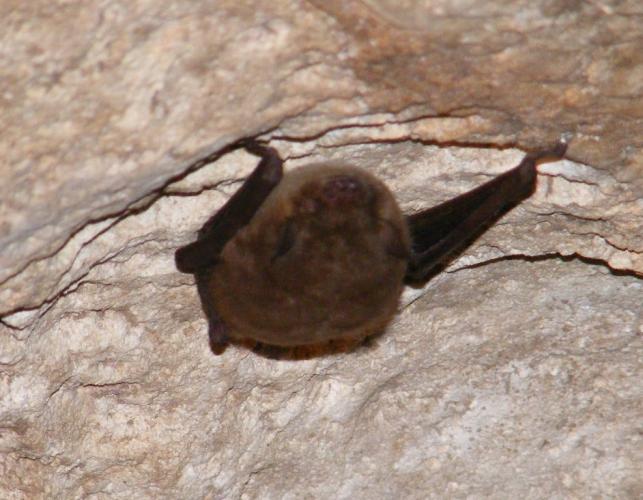 Photo of a gray bat clinging to a cave ceiling.