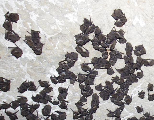 Photo of several members of a gray myotis colony clinging to a cave ceiling.