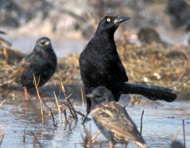Photo of a male great-tailed grackle wading in shallow water along with some European starlings