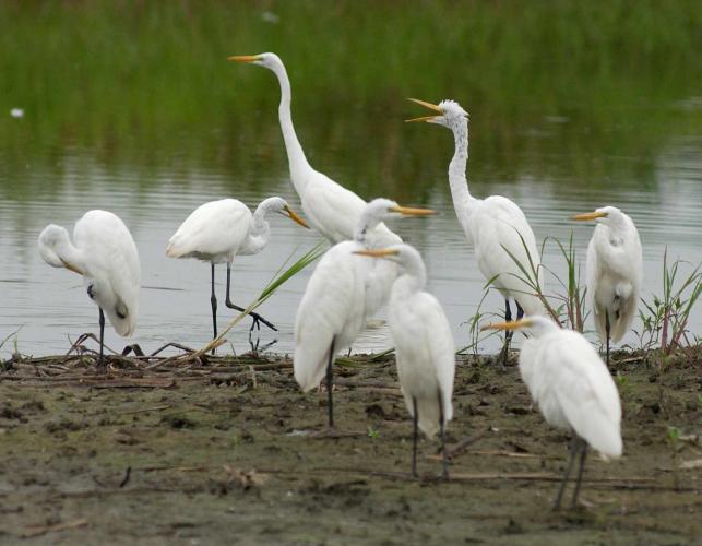 Photo of a group of great egrets standing on a muddy shoreline