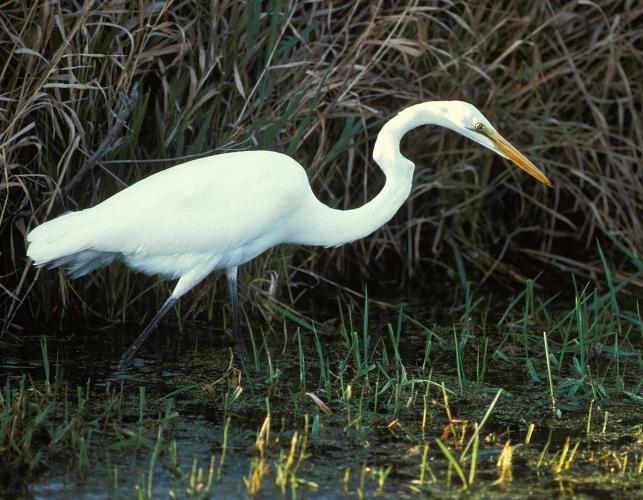 Photo of a great egret wading in a marsh