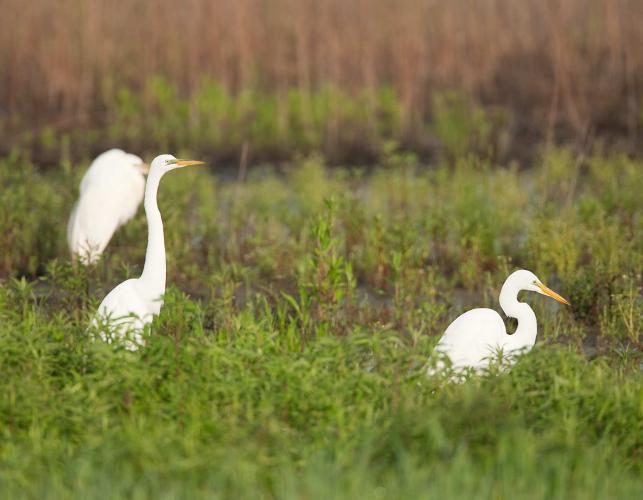 Photo of three great egrets foraging in a marsh