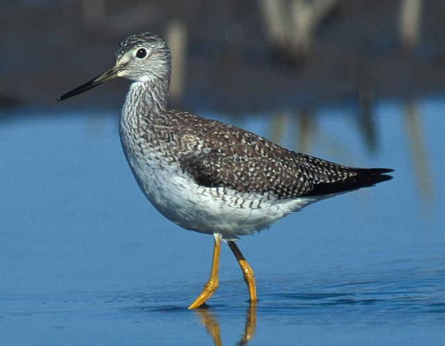 Photo of a greater yellowlegs wading in water.