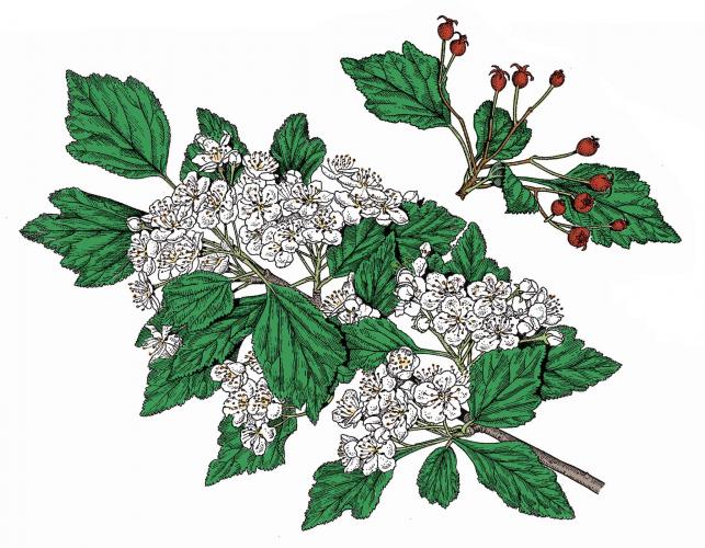 Illustration of green hawthorn leaves, flowers, fruits.