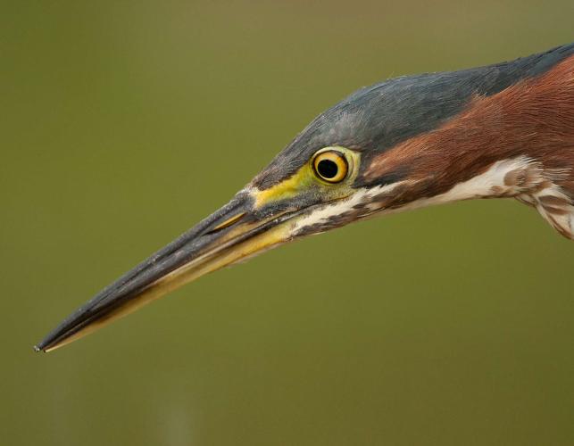 Photo of a green heron head and bill