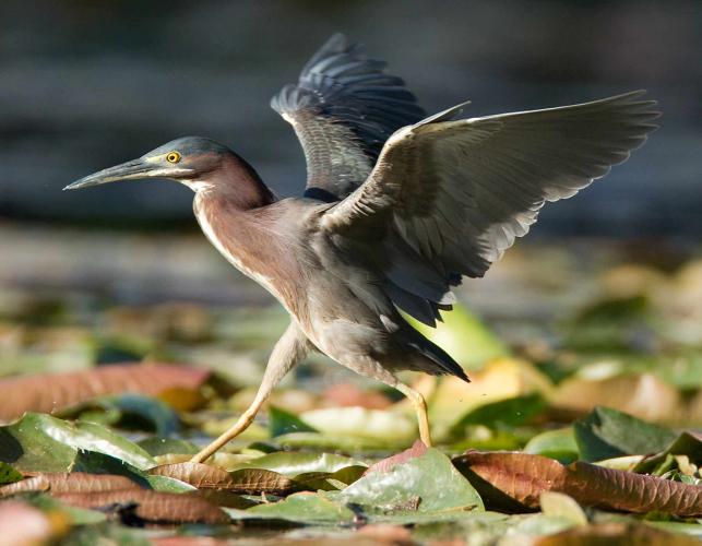 Photo of a green heron flapping its wings