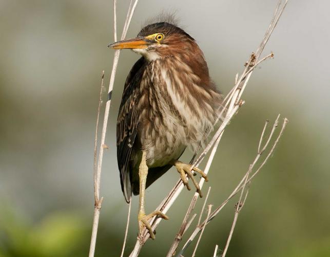 Photo of a juvenile green heron grasping dried plant stalks