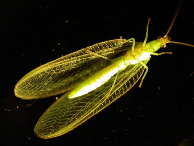 Green lacewing, shown from below as it walks on glass