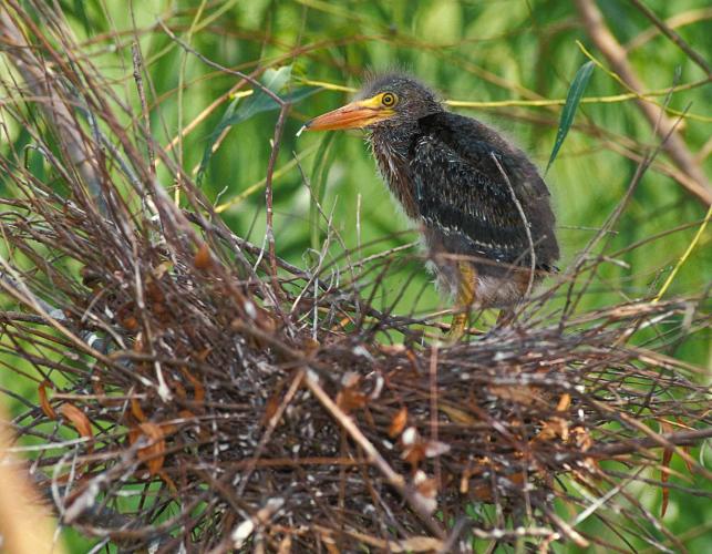 Photo of a green heron nest and nestling