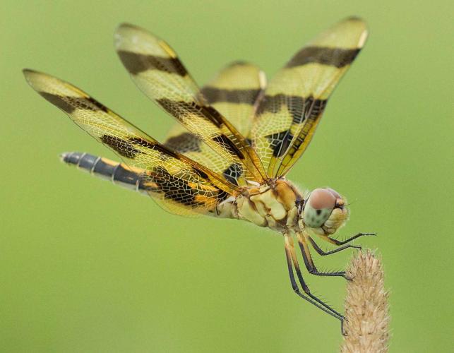 Halloween pennant perched on the tip of a dried flowering stalk