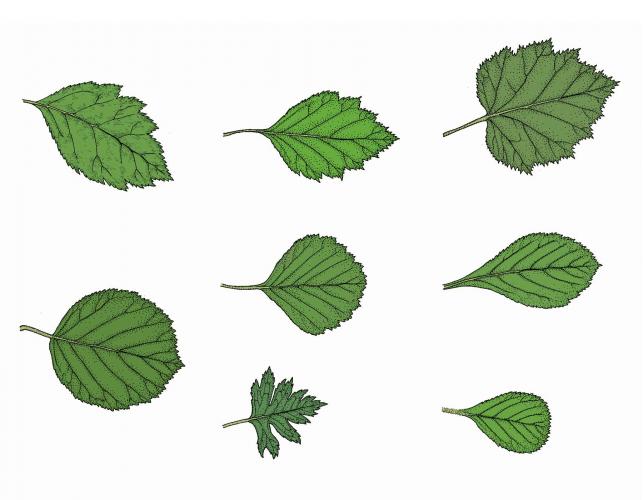 Illustration of eight different hawthorn species.
