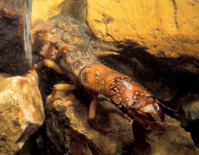 Photo of a hellgrammite in an aquarium, closeup on head.