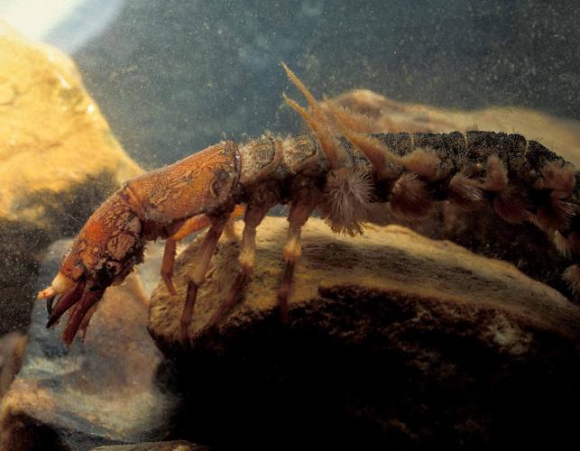Photo of a hellgrammite crawling among rocks in an aquarium.