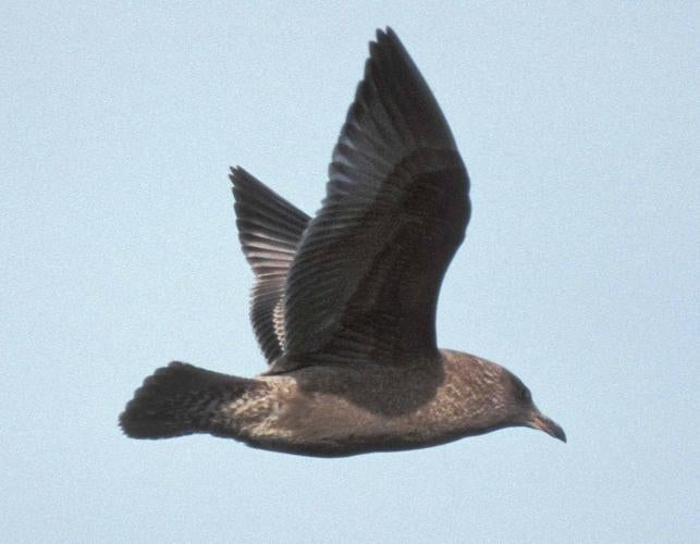 Photo of a juvenile herring gull in flight, seen from side.