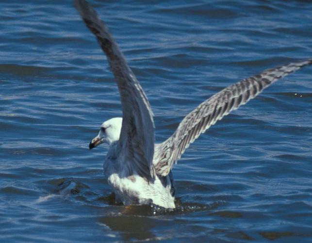 Photo of a juvenile herring gull flapping wings while in water.