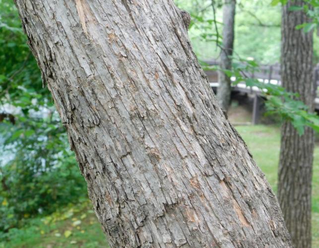 Photo of mature hob hornbeam trunk showing bark