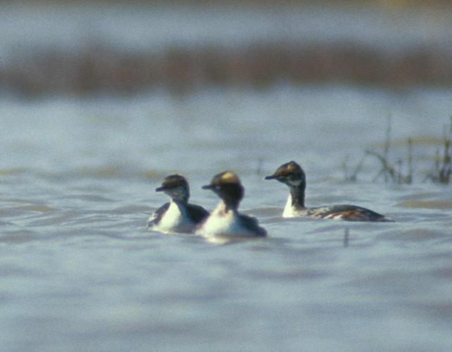 Photo of three horned grebes during spring molt, floating on the water