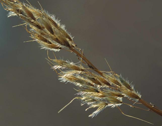 Photo of dried flowerheads of Indian grass, closeup