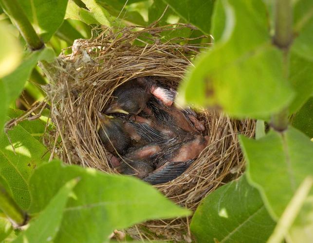 Photo of an indigo bunting nest, with young snuggled within.