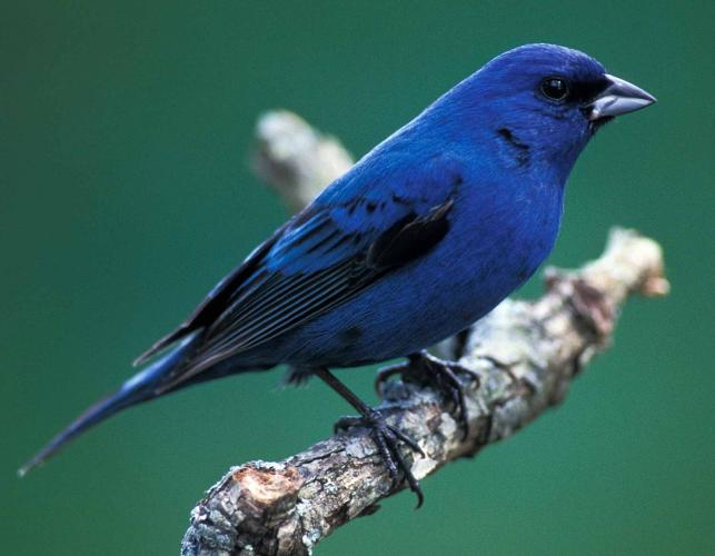 Photo of a male indigo bunting perched on a branch, side view.