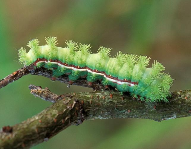 Photo of an Io moth caterpillar on a twig
