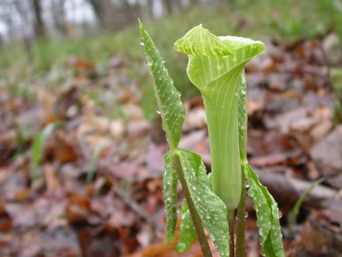 Photo of a Jack-in-the-pulpit flower and leaf as they first unfold.