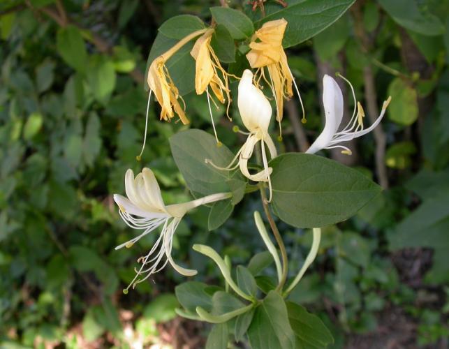 Photo of Japanese honeysuckle flowers, old and new, and buds.