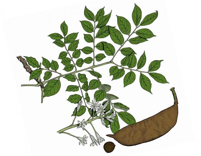 Illustration of Kentucky coffee tree leaves, flowers, fruit.