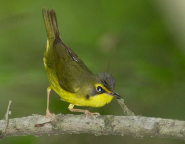 Photo of a Kentucky warbler crouching on a small branch
