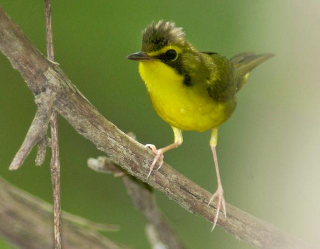 Photo of a Kentucky warbler standing on a small branch