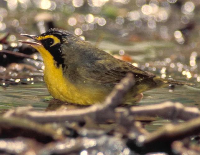 Photo of a male Kentucky warbler walking in shallow water