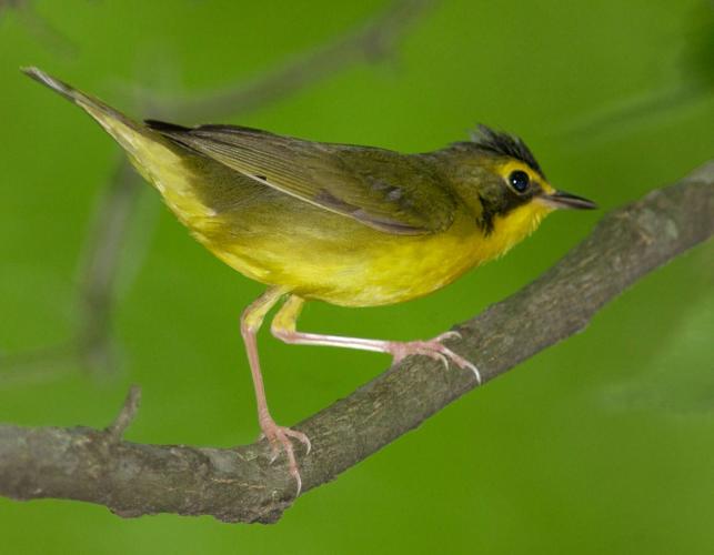 Photo of a Kentucky warbler on a small branch