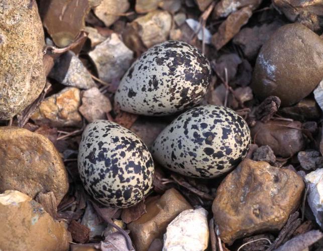 Photo of a killdeer nest with three eggs.