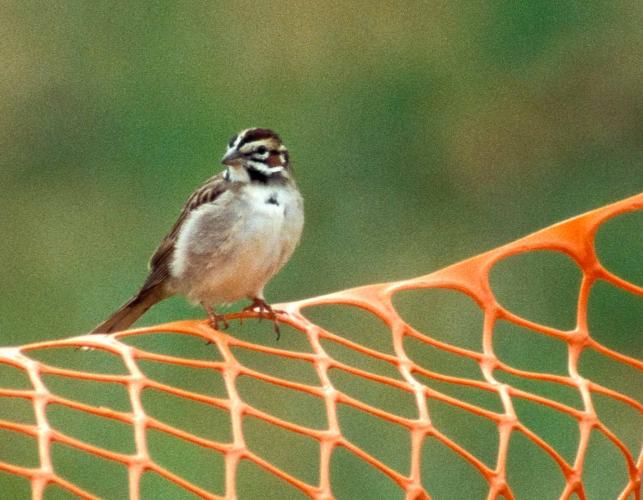 Photo of a lark sparrow perched on a fence