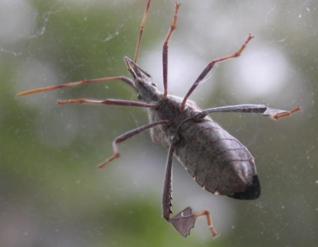 Leaf-footed bug, viewed from below as it rests on a window