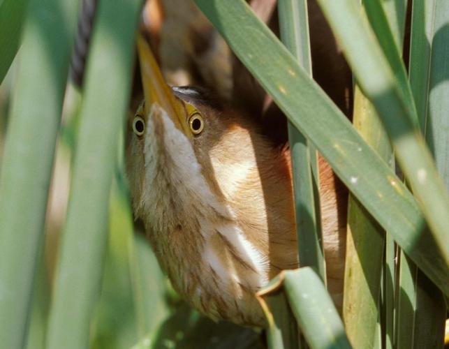 Photo of a least bittern hiding in cattails with bill-up pose.