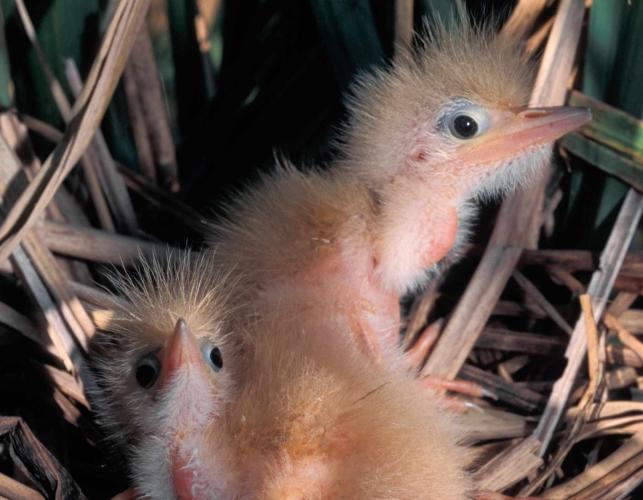 Photo of two least bittern chicks, three days old.