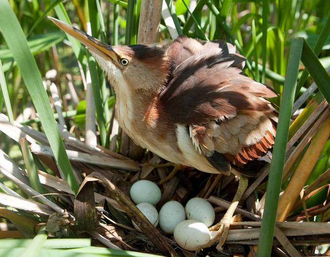 Photo of a least bittern female over nest and eggs, feathers ruffled.