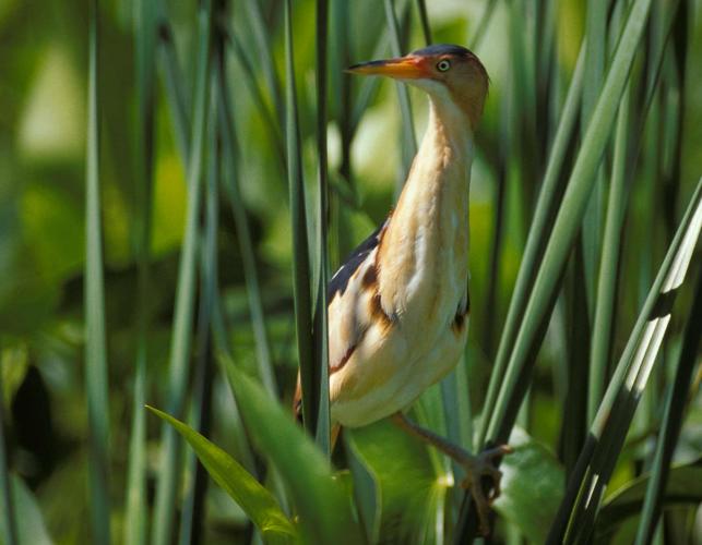 Photo of a least bittern male among cattails in a marsh.
