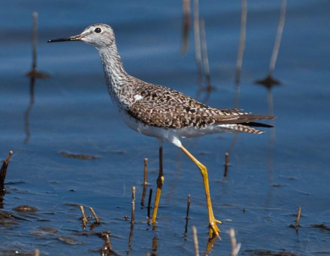 Side view of lesser yellowlegs walking in shallow water