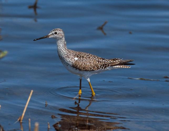 Side view of lesser yellowlegs wading in shallow water