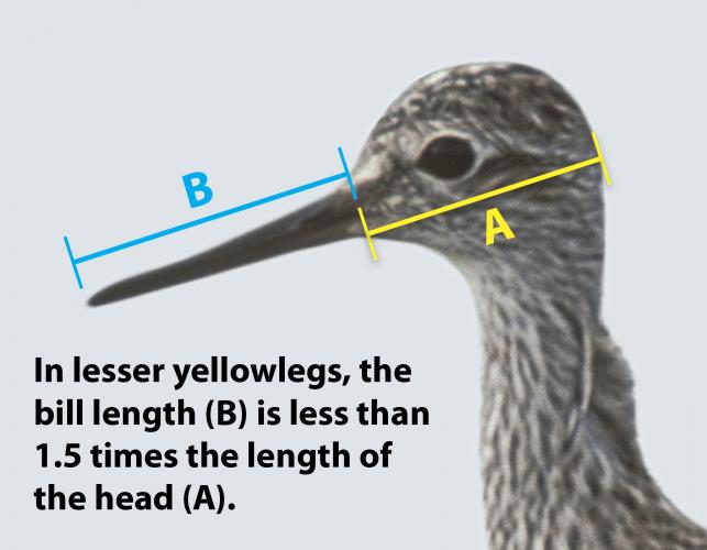Side view of lesser yellowlegs head, showing relative measurements of bill length versus head length