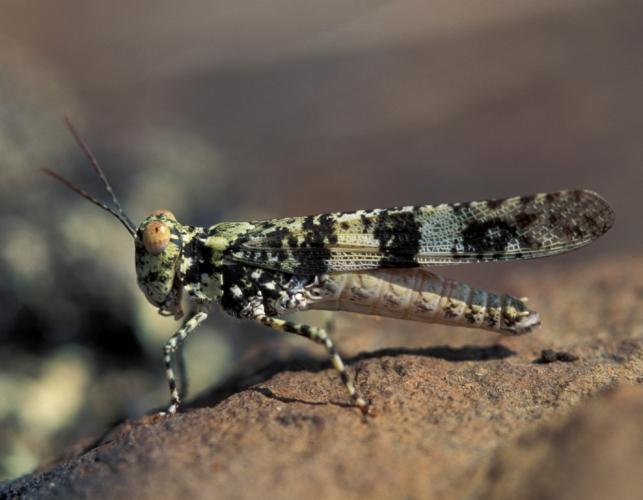 Lichen grasshopper male with missing hindlegs