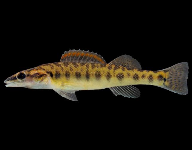 Longnose darter side view photo with black background