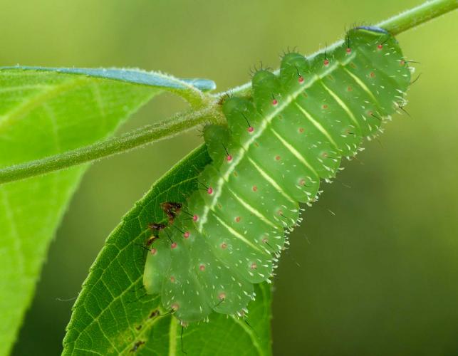 Luna moth caterpillar on a leaf stem