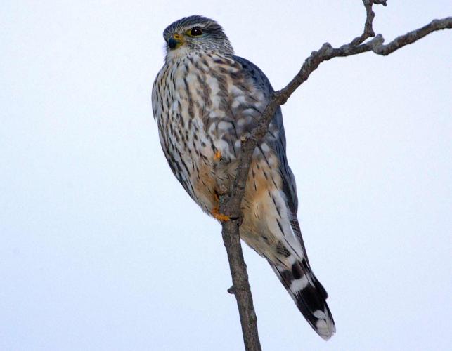 Photo of an adult male merlin perched on a small branch